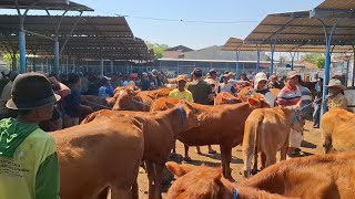 BAKUL SEPI‼️UPDATE HARGA SAPI BAKALAN SUPER || PASAR SAPI GUYANGAN NGANJUK ||