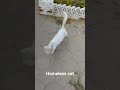 قطة بيضاء جميلة بلا مأوى    