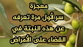 معجزة لا تعرفها عن أوراق الزيتون دواء فعال لكل أنواع الحساسيةوالأمراض الخبيثة وضغط الدم والسكري..إلخ