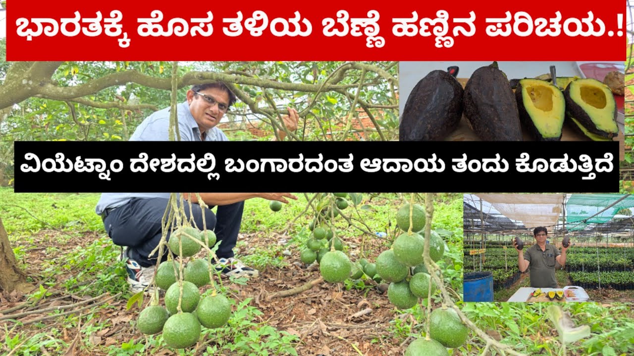 ಭಾರತಕ್ಕೆ ಹೊಸ ತಳಿಯ ಬೆಣ್ಣೆ ಹಣ್ಣಿನ ಪರಿಚಯ.! ವಿಯೆಟ್ನಾಂ ದೇಶದಲ್ಲಿ ಬಂಗಾರದಂತ ಆದಾಯ ತಂದು ಕೊಡುತ್ತಿದೆ.!