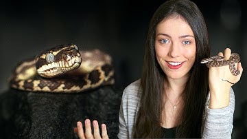 The MOST UNIQUE Snake in my Collection - Rough Scaled Python