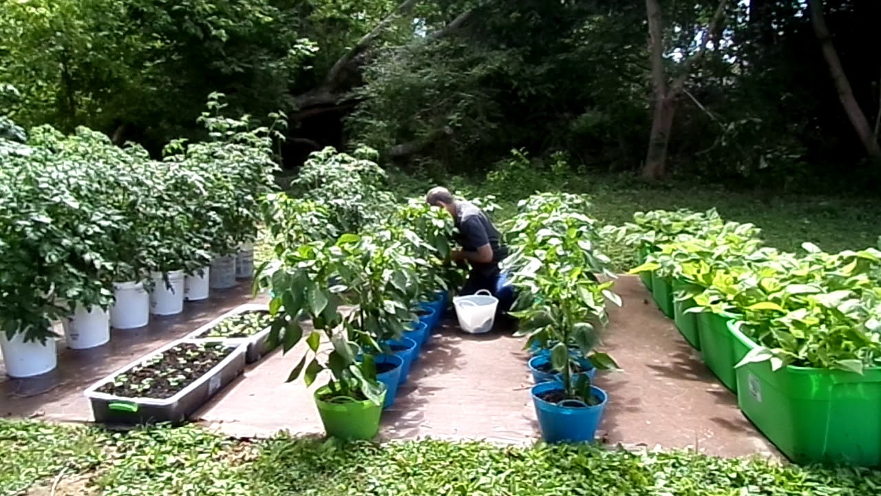 Container Garden Harvesting more Bell Peppers YouTube