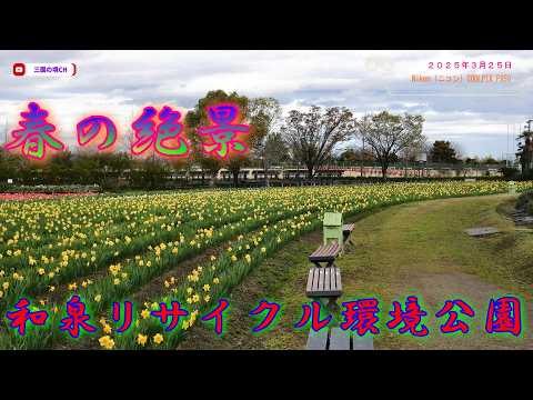 大阪・和泉の穴場スポット!色とりどりの花が美しすぎる公園🌷(2026年3月31日)