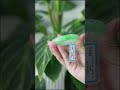 Cẩm thạch xanh vân lý ni 50 - Giá trị nó lớn hơn bạn tưởng #trangsucdanam #ngocphutkhi #caukhoa