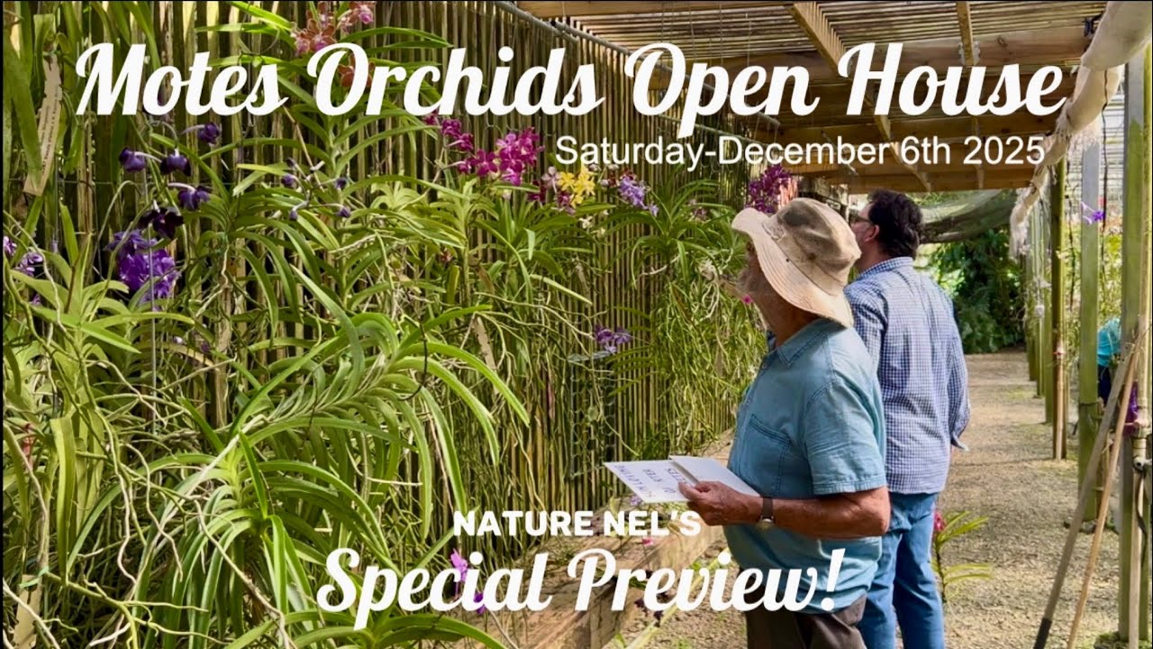 Motes Orchids Open House Sale Preview: Exclusive Vanda Hybrids for Sale. Event is December 6, 2025 