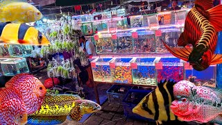 REVIEW HARGA PAKET HEMAT. IKAN PREDATOR. IKAN CHANNA. RAINBOWFISH BALON. MESIN BANYAK IKAN LAINYA 