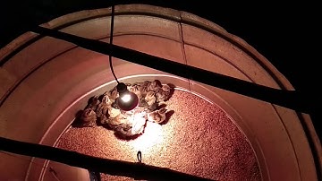 Rov qhia tu nyuam qaib dua thiab vam thiab loj ceev tiag tiag 16/11/2020