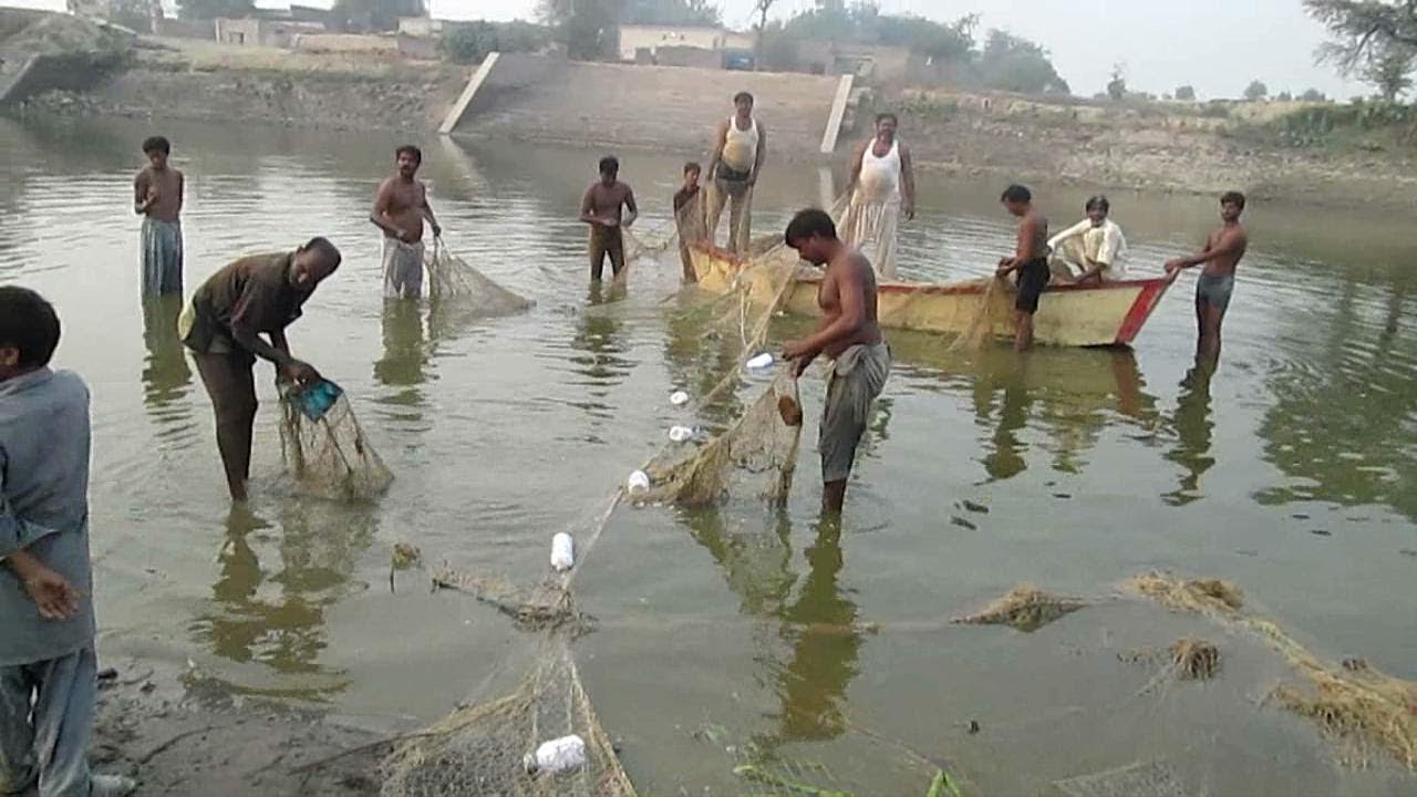 Fishing with net in Pakistan Fishing in a Canal in pakistan YouTube