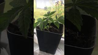 My 1st successful clones. 💚