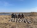 Охота на гуся 2021. Охота на гуся в Беларуси. 10.04.21. Goose hunting.