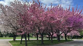 Celebrity Spring at Queens Botanical Gardens and Flushing Meadows Corona Park, Cherry Blossoms Wealth