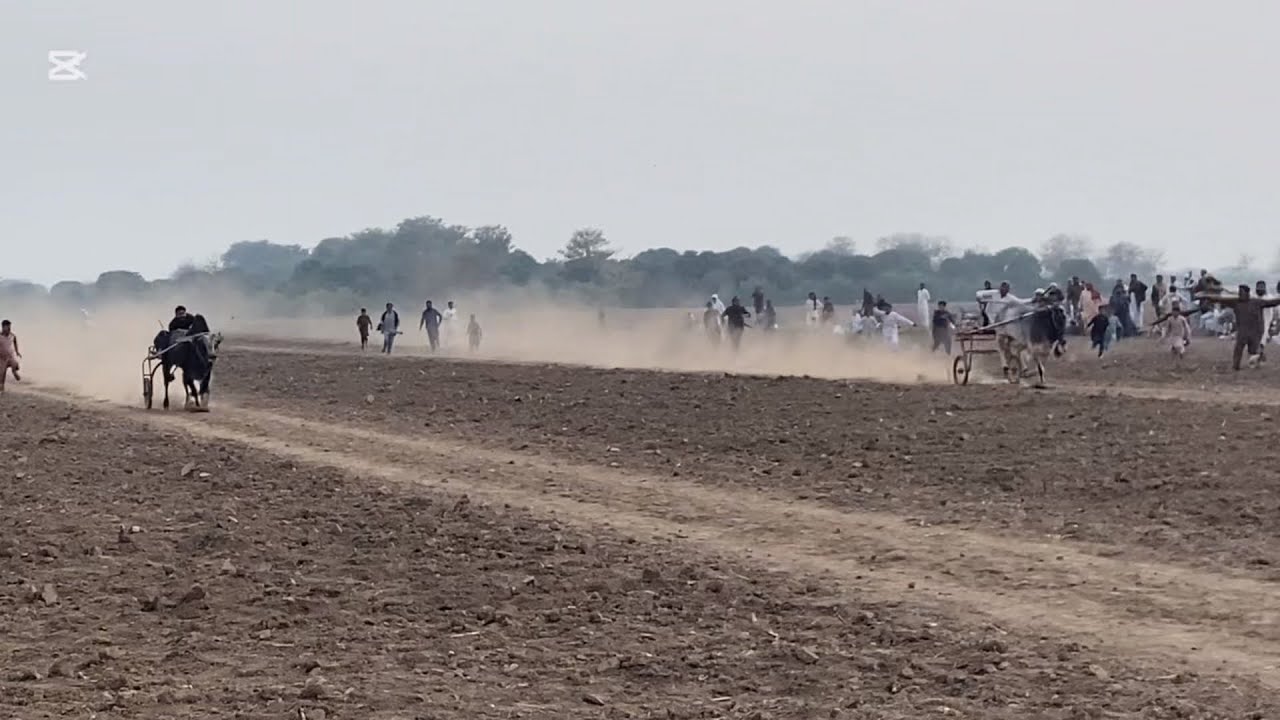 New Bell race ￼ Ada Zia Multan ￼ baloch Laku 8 ￼ February ￼ Jalsa MALIK Shaukat Baloch ￼