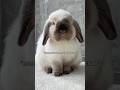 Baby bunny transformation #bunny #rabbit