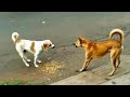 Dogs fighting action
