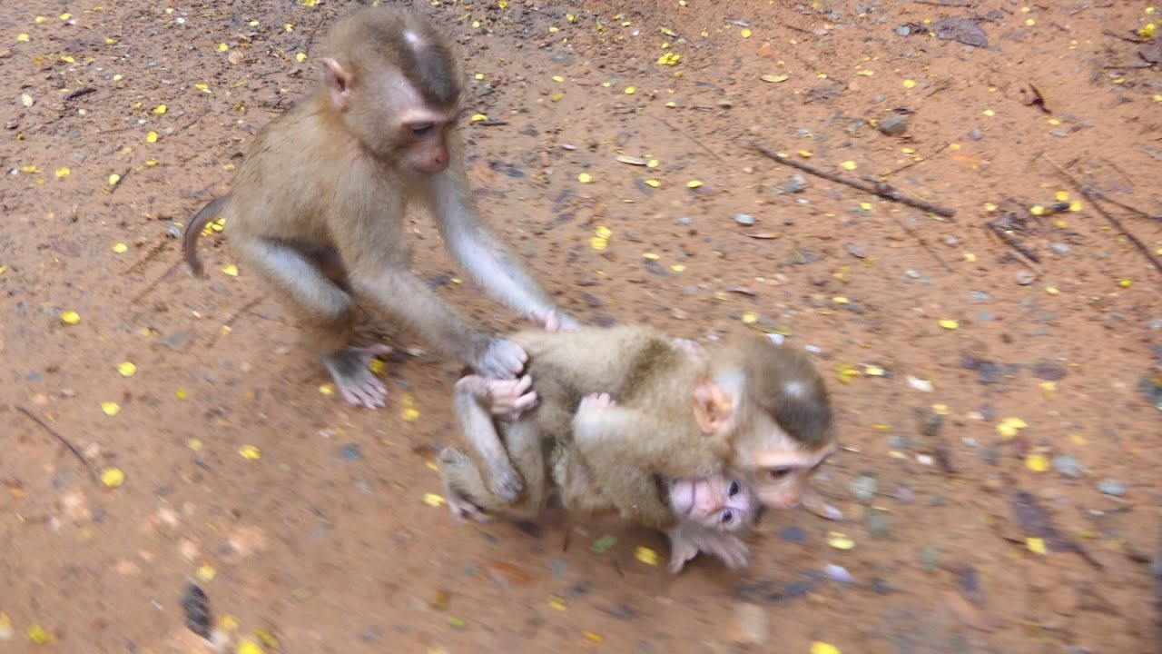 Breaking News! Welcome new three abandoned this morning that's my video early on 6th September