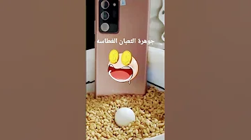 جوهرة الثعبان الغطاسة 