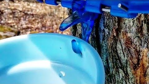Relaxing Sap Flowing From Canadian Maple Tree In 4K - 1 Hour