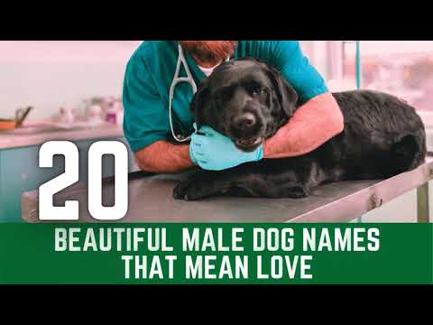 Video: I nomi dei migliori cani americani del 2018 e cosa aspettarsi per il 2019