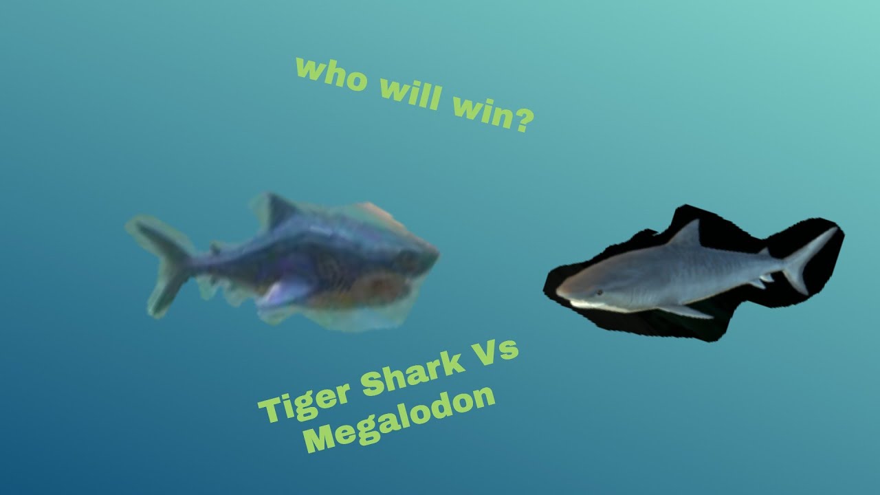 Feed & Grow  Fish Tiger Shark Vs Megalodon