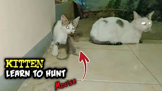 Kittens learn to hunt mice || amazing animal instinct