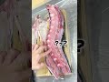 驚愕…釣ったブリの背骨が…【北海道・日本海ブリジギング】魚の捌き方