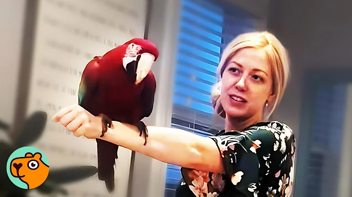 27-Year-Old Macaw Was Thrown Between Homes Until Meeting HER | Cuddle Buddies