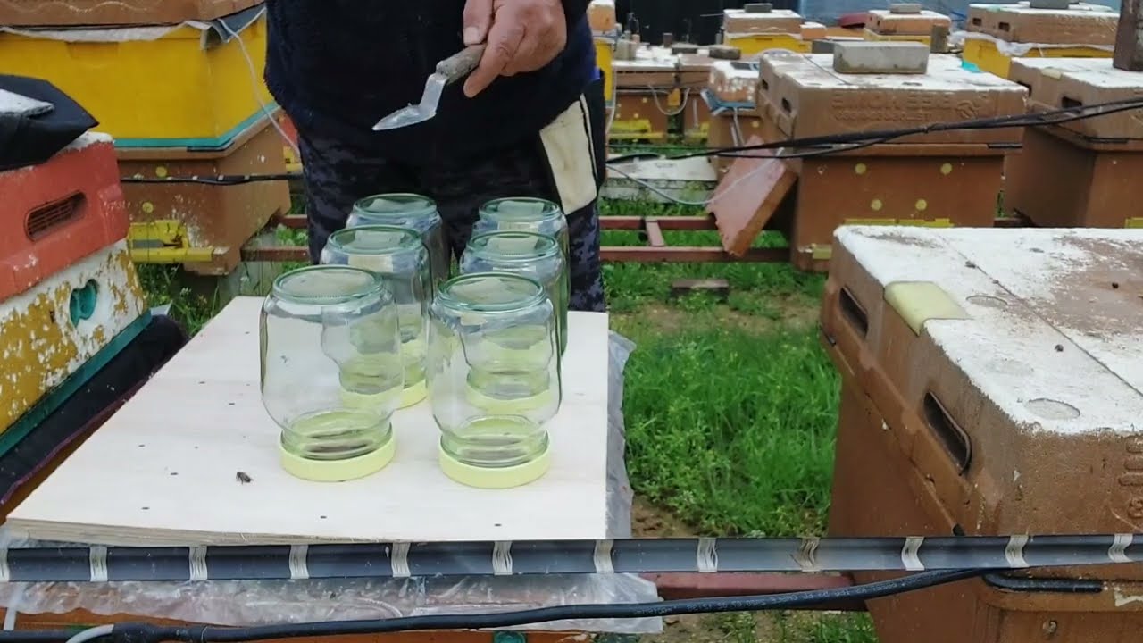 단상 벌통으로 꿀병 벌집꿀 생산하기..(처녀왕 판매 8003-6261)