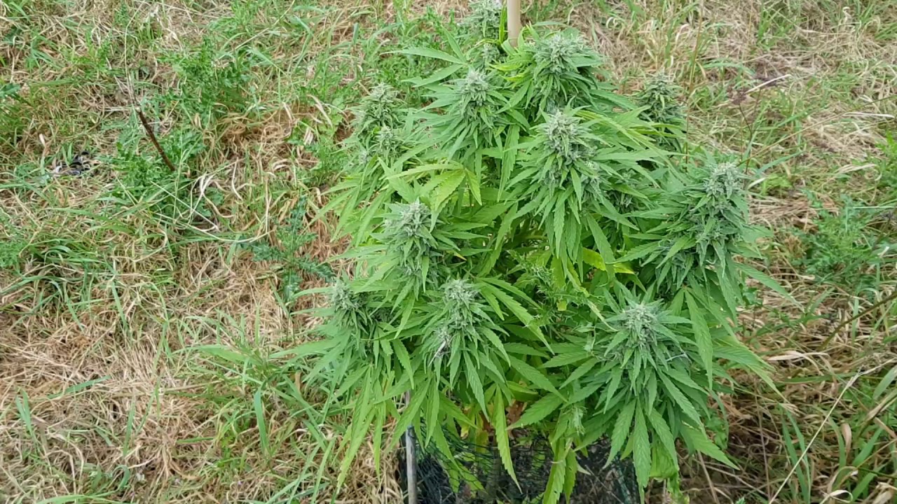 UK GUERRILLA GROWING 2019 SEASON