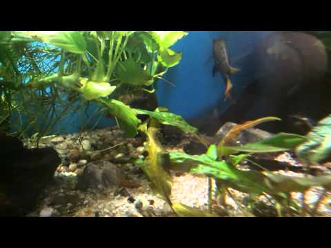 Herotilapia Multispinosa fry