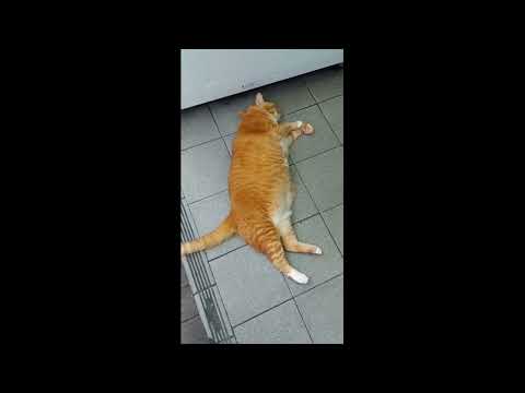 LUCKY PET MEOOW MEOOW #cutecat #shorts