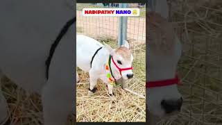 #facts #knowledge #learnonshorts #didyouknow #edutech