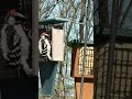 Quiet Downy Woodpecker eating suet #wildlife #birdsong #birdwatch #birds