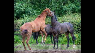 Ruth Carr Racing. Turnout Horses 27 March 2020