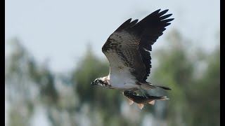 Fischadler erbeutet Rotfeder #Vogelbeobachtung Osprey Diashow