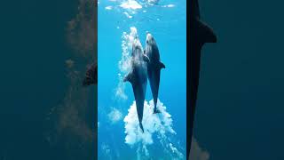 Rare Dolphin Spin Caught on Camera in Clear Blue Ocean #shortvideo #shorts