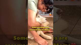 Husky Is Only Mommas Boy