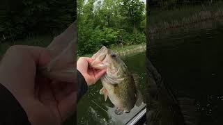 Megabass Magdraft - How I Fish It!