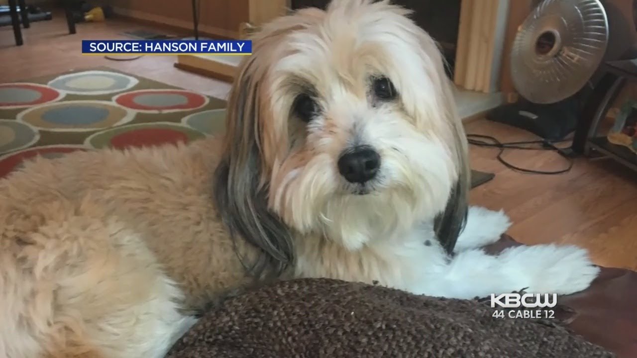 Family Seeks Justice After Shih Tzu-Chihuahua Mauled To Death By Off-Leash Dogs - YouTube