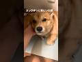 犬機嫌が良い時悪い時の違い