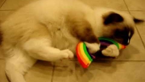 Ragdoll Kittens Try Out Yeowww! Catnip Toys from Ducky World ねこ - ラグドール - Floppycats