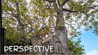 Perspective