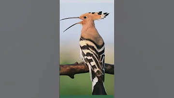 Hoopoe Calling Birds Shorts Viral 