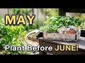 10 Plants You NEED to Sow Before June Arrives
