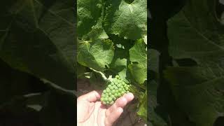 Santa Barbara Wineries - Gainey Vineyard