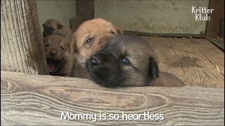 Mother Dog Doesn't Care About Her Puppies | Kritter Klub