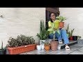 Syngonium Plant Care & propagation from cuttings🪴|| my recommendations👍
