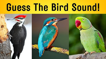 GUESS THE BIRDS From Their SOUNDS! Bird Quiz