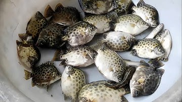 Câu cá nâu trên sông Thới Bình - P2 | Một ngày đẹp trời bắt được nhiều cá nâu