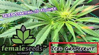 Seed to Harvest - [Weekly Update’s]