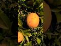 #OrangeTrees  #NatureBeaut#FreshOranges #FruitGarden #ytshorts #short